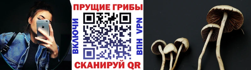 Купить закладки  Дагестанские Огни  Галлюциногенные грибы Psilocybine cubensis 